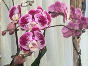 Orchidea-Bactovittel-02-280x210
