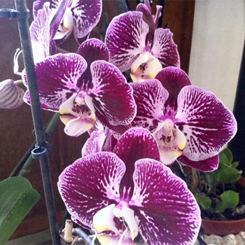 Orchidea  Bactovittel