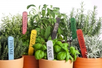 Termesszünk egészséges fűszernövényeket otthon